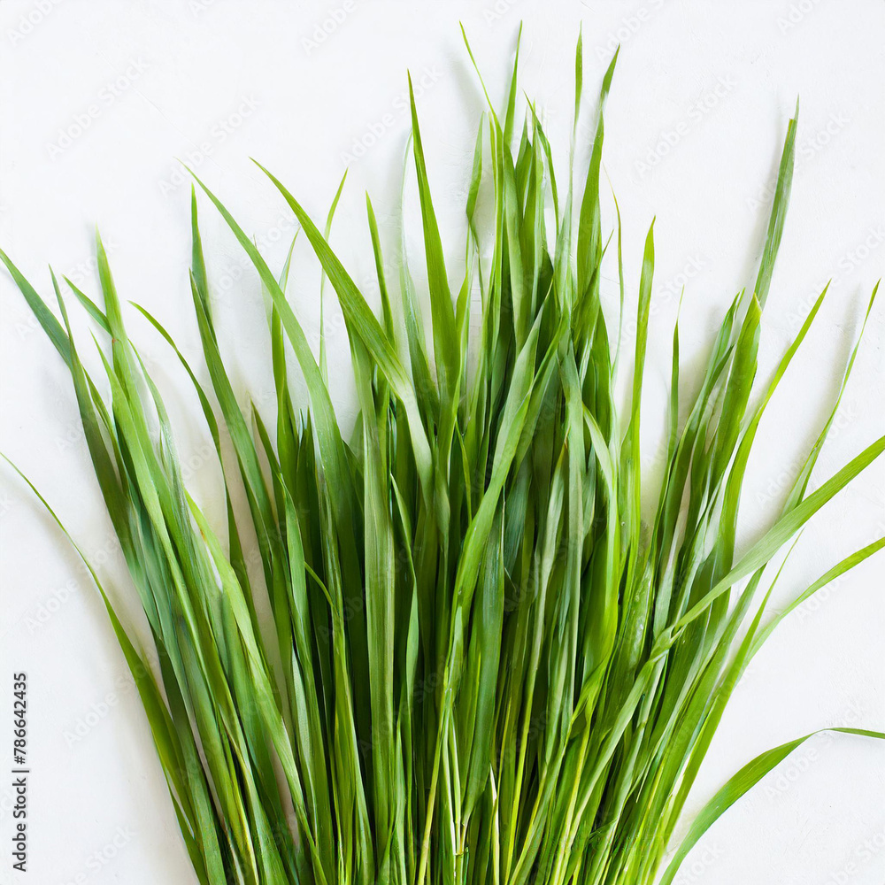 Obraz premium Fresh green cut wild grass isolated on white background and texture, top view