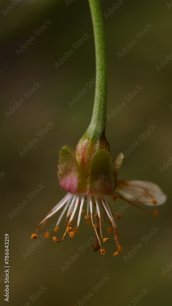 The transformation of sour cherry flower into fruit; Prunus Cerasus; macro photography The transformation of sour cherry flower into fruit; Prunus Cerasus; macro photography