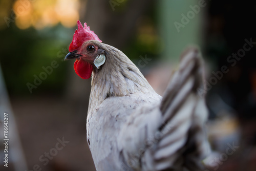 Blue Andalusian hen close up portrait