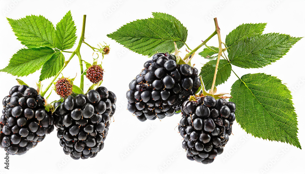 Set of branches of delicious ripe blackberries, cut out; isolated on a white background Set of branches of delicious ripe blackberries, cut out; isolated on a white background