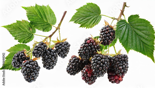 Set of branches of delicious ripe blackberries, cut out; isolated on a white background