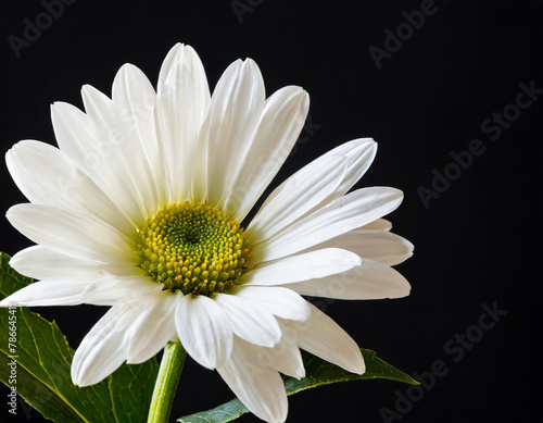 white flower with a black background