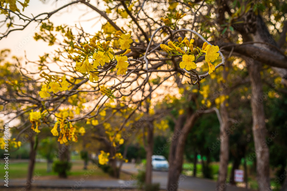 Fototapeta premium Beautiful blooming Yellow Golden trumpet tree or Tabebuia aurea roadside of the Yellow that are blooming with the park in spring day in the garden and sunset sky background in Thailand.