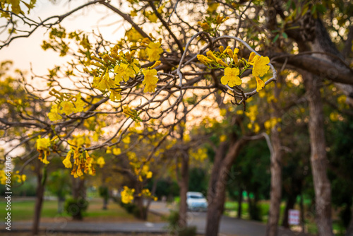 Beautiful blooming Yellow Golden trumpet tree or Tabebuia aurea roadside of the Yellow that are blooming with the park in spring day in the garden and sunset sky background in Thailand. © Thinapob