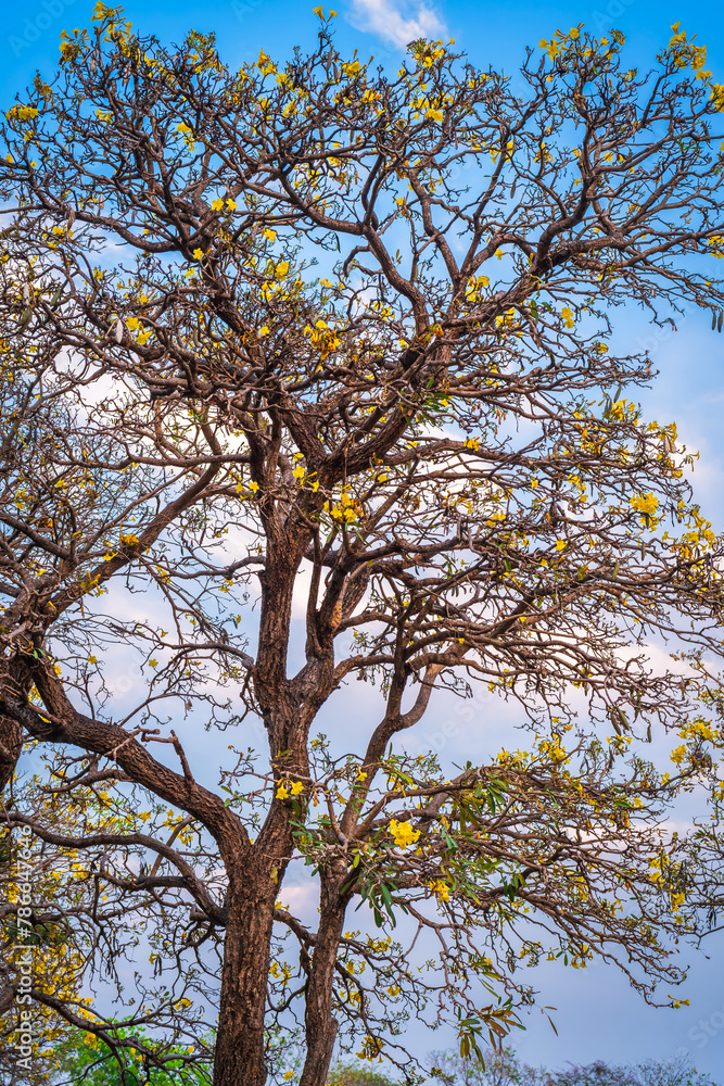 Beautiful blooming Yellow Golden trumpet tree or Tabebuia aurea roadside of the Yellow that are blooming with the park in spring day in the garden and sunset sky background in Thailand. Beautiful blooming Yellow Golden trumpet tree or Tabebuia aurea roadside of the Yellow that are blooming with the park in spring day in the garden and sunset sky background in Thailand.