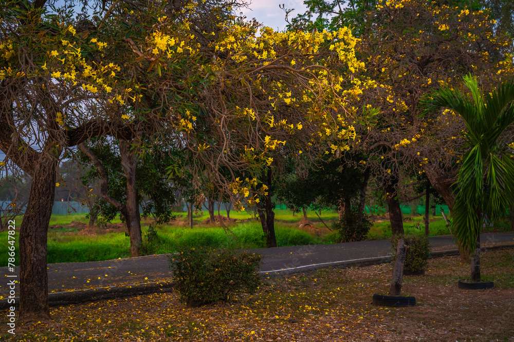 Naklejka premium Beautiful blooming Yellow Golden trumpet tree or Tabebuia aurea roadside of the Yellow that are blooming with the park in spring day in the garden and sunset sky background in Thailand.