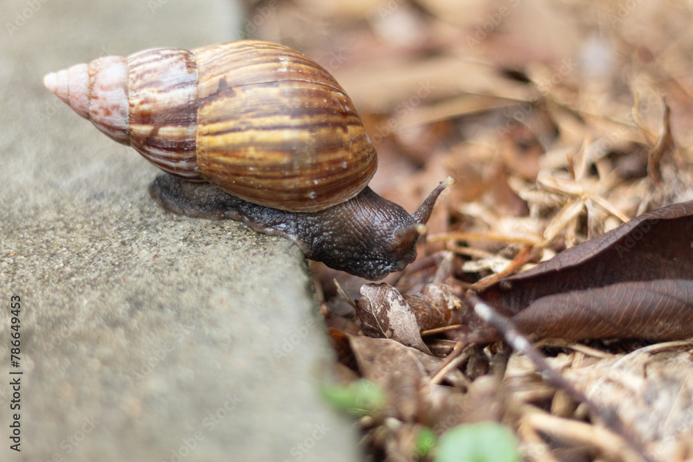 Close-up of a snail moving from asphalt to dry grass. Change of environment. Concept of patience. Close-up of a snail moving from asphalt to dry grass. Change of environment. Concept of patience.