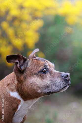 portrait of a staffordshire bull terrier