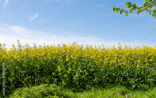 A field full of bright yellow rape seed oil in full flower growing in the Norfolk countryside