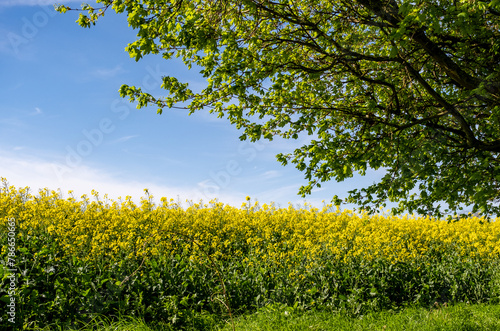 A field full of bright yellow rape seed oil in full flower growing in the Norfolk countryside