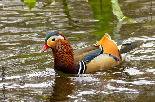Male mandarin duck in the water