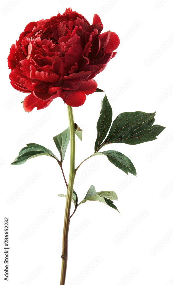 PNG A peony carnation blossom flower PNG A peony carnation blossom flower