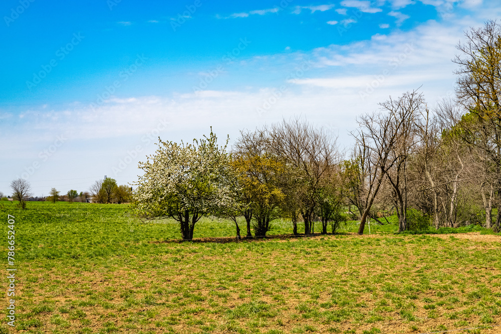 Obraz premium Springtime blossoms adorn a lone tree in the midst of a vibrant green field in the tranquil Amish countryside of Lancaster, Pennsylvania. High quality photo. PA US