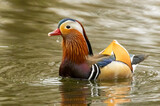 Close up of a beautiful male mandarin duck