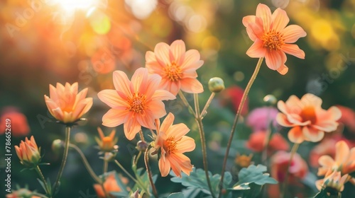 Bright orange and yellow flowers set against a sunny backdrop in Summer #786652619