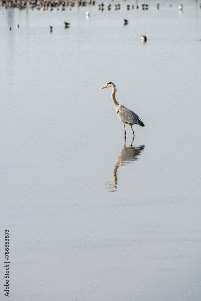 grey heron in a mirror lake. beautiful natural minimalist scenery. lilleau des niges, re island, ornithological reserve grey heron in a mirror lake. beautiful natural minimalist scenery. lilleau des niges, re island, ornithological reserve