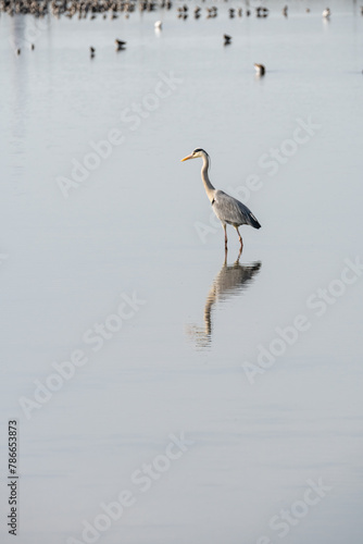 Photography grey heron in a mirror lake