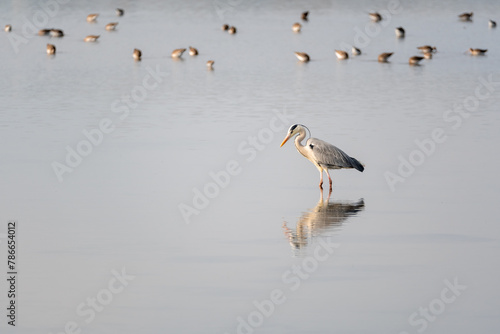 Fototapeta grey heron in a mirror lake