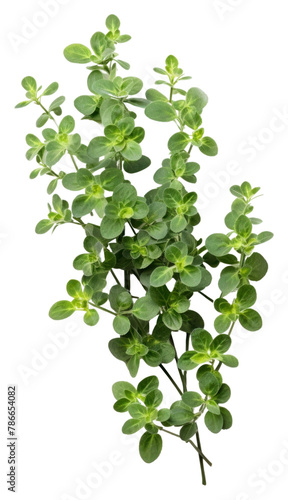 PNG Oregano plant herbs leaf groundcover