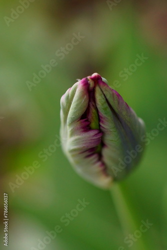 The splendor and vibrant colors of a bud tulip; Tulip; closeup photography	