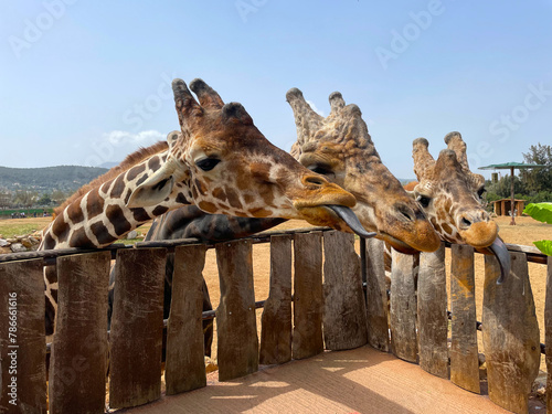 Fototapeta Naklejka Na Ścianę i Meble -  Three giraffes are waiting for food. Portrait of a giraffe in the zoo.
Giraffes are wild animals in a zoo in Athens (Greece) with clear skies during the summer season (mammal)