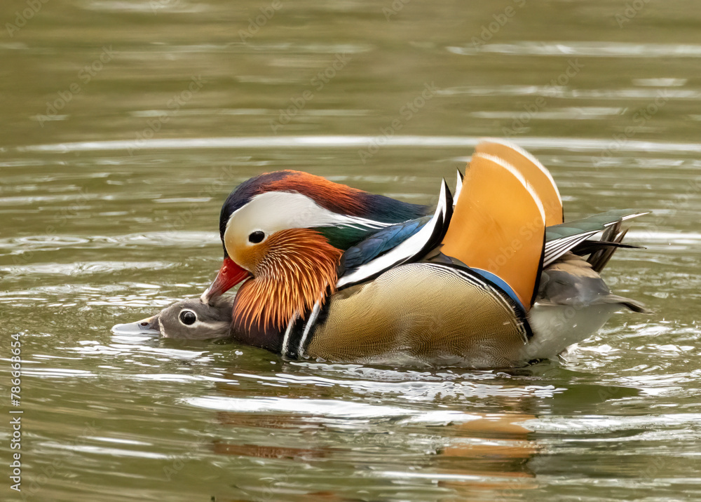 Male and female mandarin ducks mating in spring Male and female mandarin ducks mating in spring