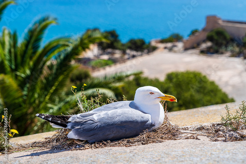 A seagull resting on the defensive walls of the Santa Barbara castle in Alicante, Costa Blanca, Spain
