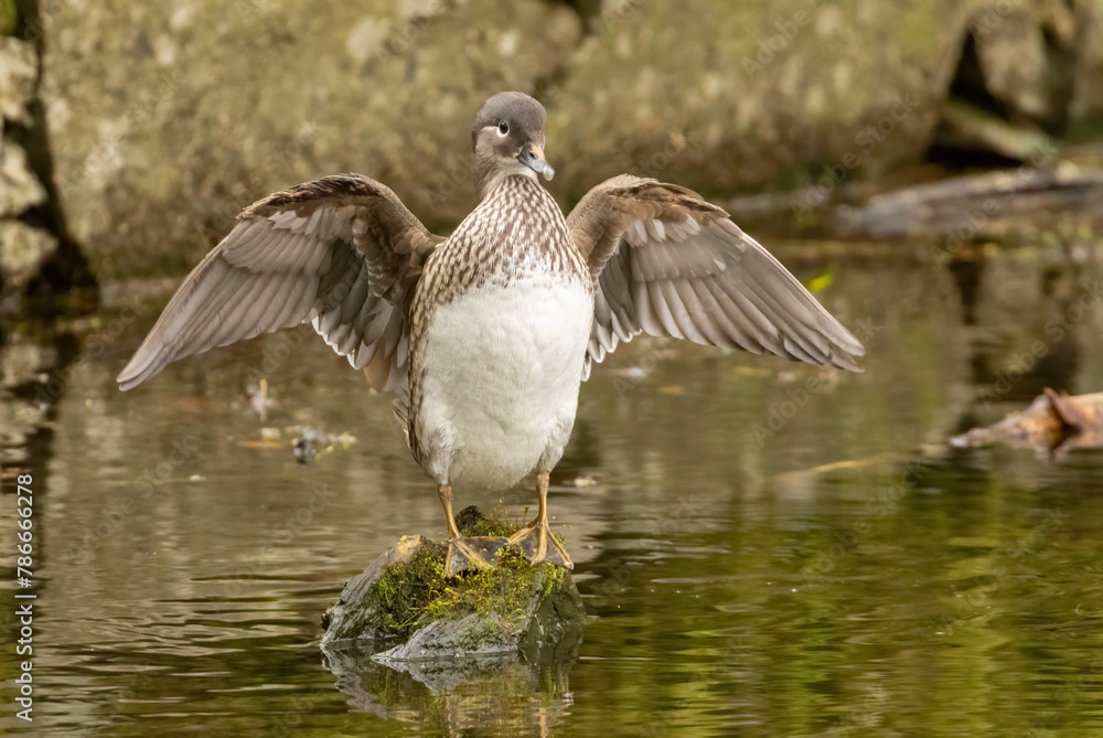 Fototapeta premium Female mandarin duck in the pond