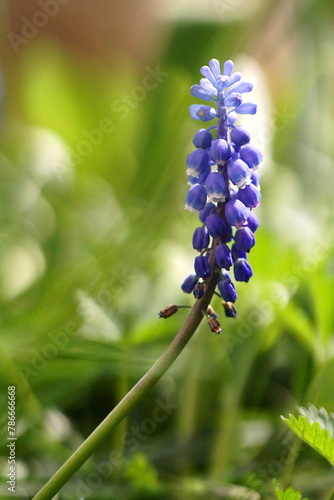 Beautiful background with spring flower, blue mascari; mascari botryoides