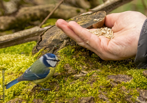 Man feeding a blue tit bird by hand 