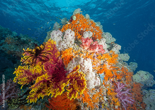 Yellow tipped giant Sea fan, Annella reticulata, with white softcorals, Spongodes umbellate, Raja Ampat Indonesia.