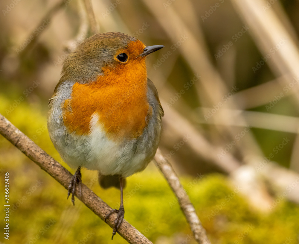 Robin redbreast songbird on a branch Robin redbreast songbird on a branch