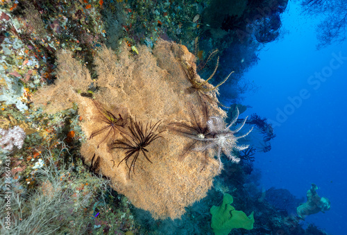 An undescribed giant sea fan, Misool Island, raja Ampat Indonesia. photo