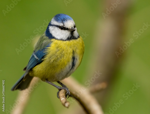 Close up of a blue tit perched on a branch with natural background © Sarah