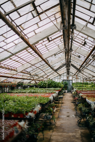 greenhouse with plants