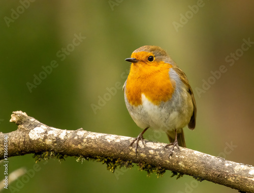 Robin redbreast songbird on a branch © Sarah