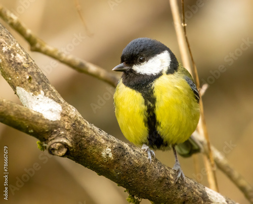 Close up of a great tit bird perched on a branch