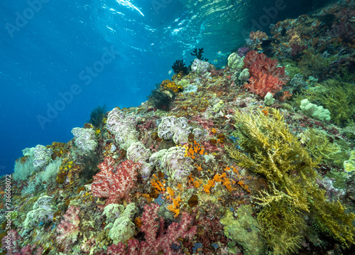 Reef scenic with soft corals with  Dendronephthya species Raja Ampat Indonesia.