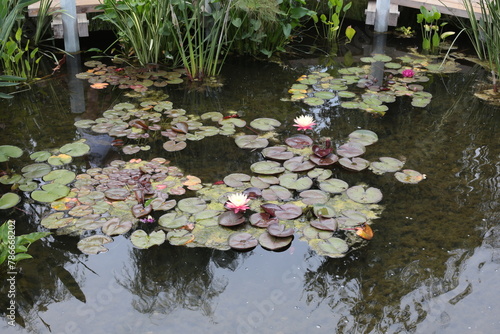 View of water lily in blossom in the wildlife pond