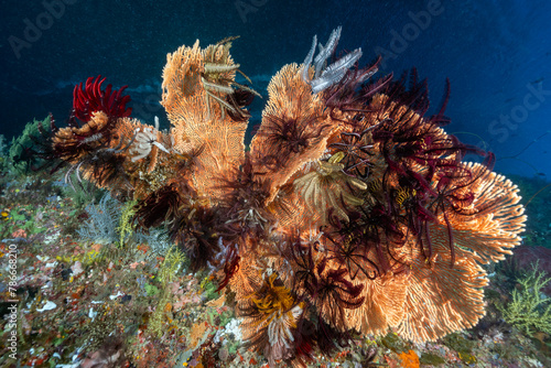 Reef scenic with seafans and crinoids Raja Ampat Indonesia. photo