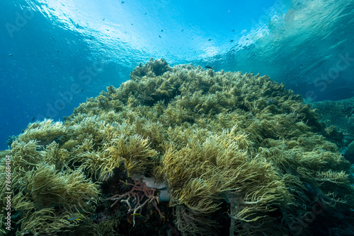 Leather corals, Sinularia flexibilis, Raja Ampat Indonesia.
