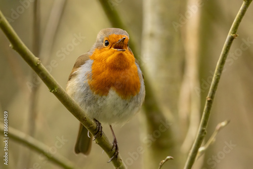 Robin redbreast songbird on a branch