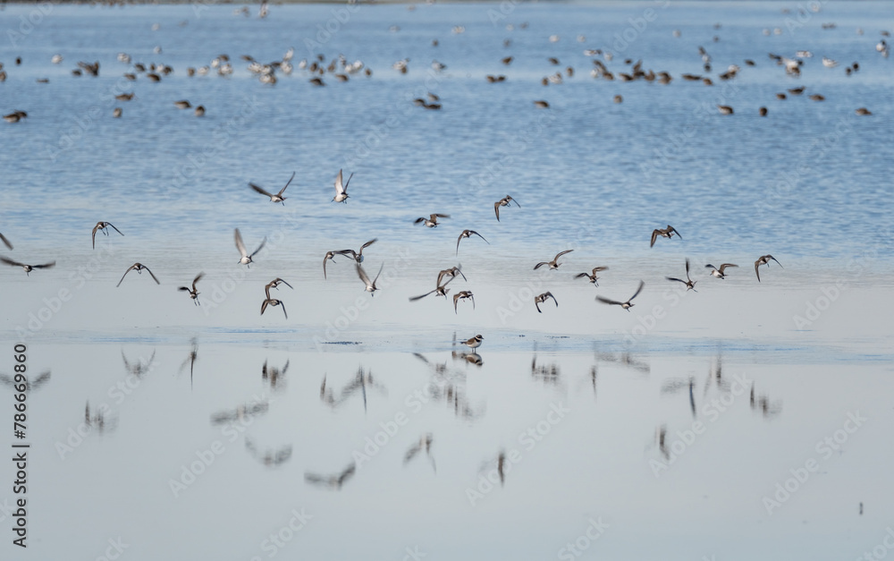 A flock of Dunlin, in the salt marshes of the natural reserve of Lilleau des Niges on the Ile de Ré island in France