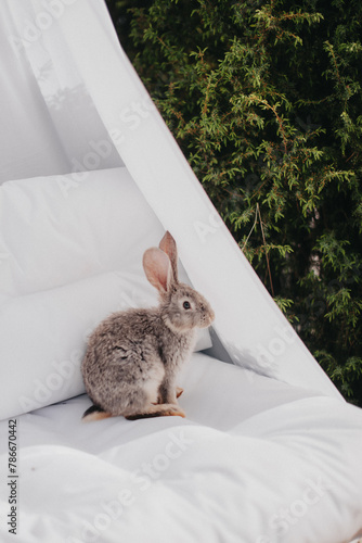 white rabbit in the garden