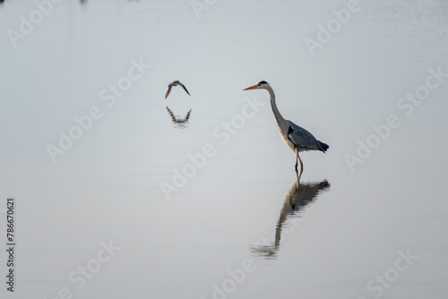 grey heron in a mirror lake and redshank in flight. beautiful natural minimalist scenery