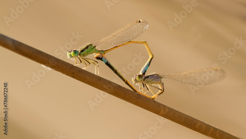 Mating Ischnura Sahariensis damselflies on a twig photo