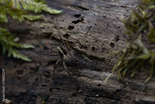 Spinne auf baumstamm