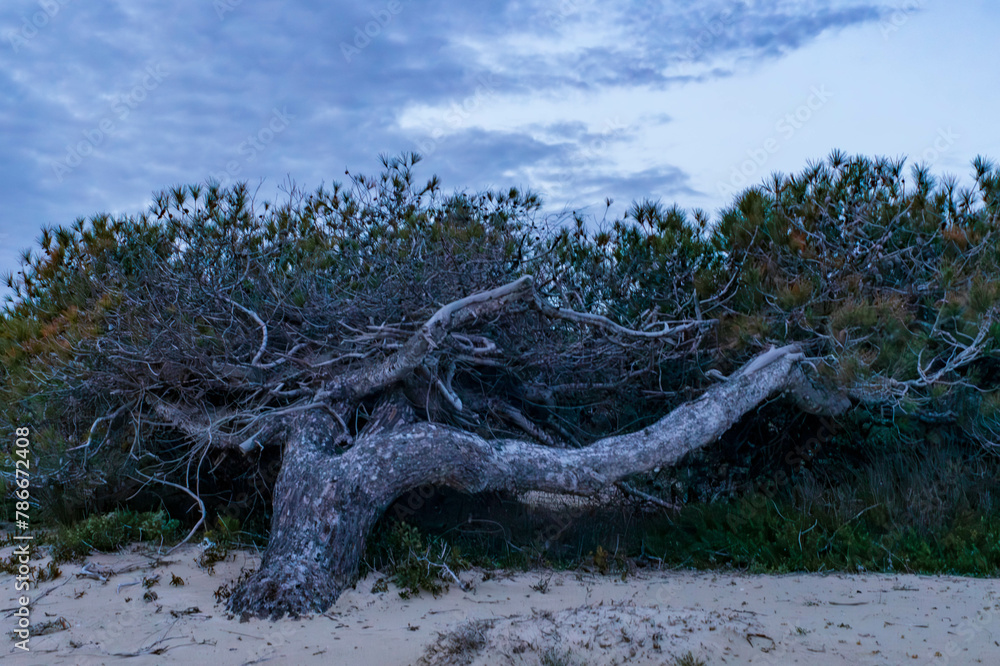 Fototapeta premium tree stump