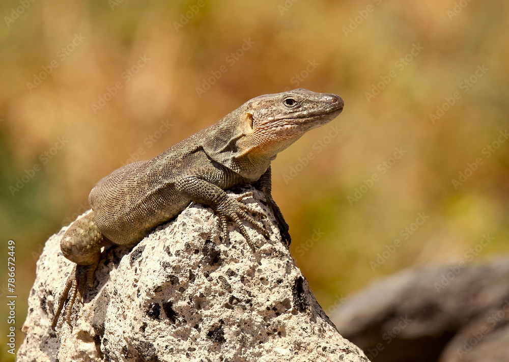 Majestic male giant lizard sunbathing on a rock Majestic male giant lizard sunbathing on a rock