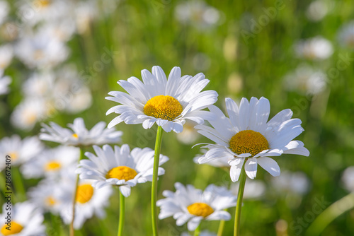 Wild chamomile flowers growing on meadow  lawn  white camomiles  daisy on green grass background. Oxeye daisy  Leucanthemum vulgare  Daisies  Common daisy  Dog daisy  Gardening concept.